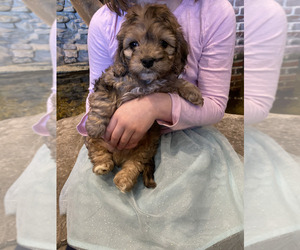 Bernedoodle Puppy for sale in BLUE SPRINGS, MO, USA