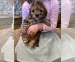 Image preview for Ad Listing. Nickname: Berry Boo