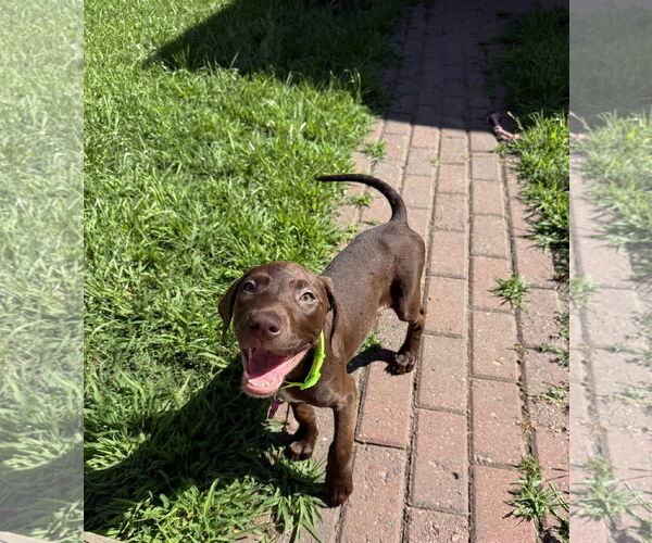 Medium Photo #2 Doberman Pinscher-Unknown Mix Puppy For Sale in Minneaoplis, MN, USA