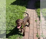 Small #1 Doberman Pinscher Mix