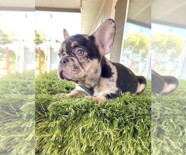 Medium Photo #9 French Bulldog Puppy For Sale in ENGLEWOOD, CO, USA