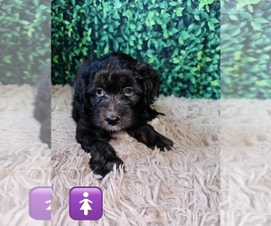 Aussiedoodle Miniature  Puppy for sale in COWETA, OK, USA