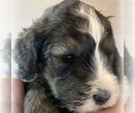 Small Photo #2 Bernedoodle-Poodle (Standard) Mix Puppy For Sale in CANON CITY, CO, USA