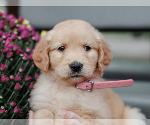 Medium Photo #2 Golden Retriever Puppy For Sale in LIBERTY, KY, USA