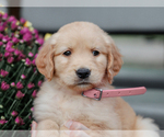 Small #1 Golden Retriever