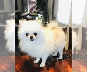 Father of the Pomeranian puppies born on 08/20/2022