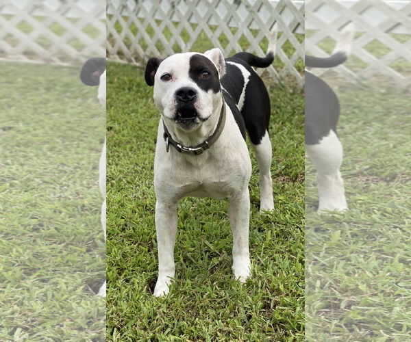Medium Photo #8 American Pit Bull Terrier-Unknown Mix Puppy For Sale in Virginia Beach, VA, USA