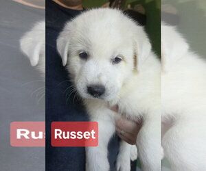Great Pyrenees Dogs for adoption in Spring, TX, USA