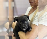 Small Photo #2 Labrador Retriever-Unknown Mix Puppy For Sale in Dana Point, CA, USA
