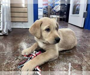 Labrador Retriever Puppy for sale in OLYMPIA, WA, USA