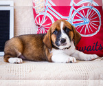 Puppy Brad Australian Cattle Dog-Basset Hound Mix