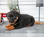 Small Photo #21 Rottweiler Puppy For Sale in BRYANT, IN, USA