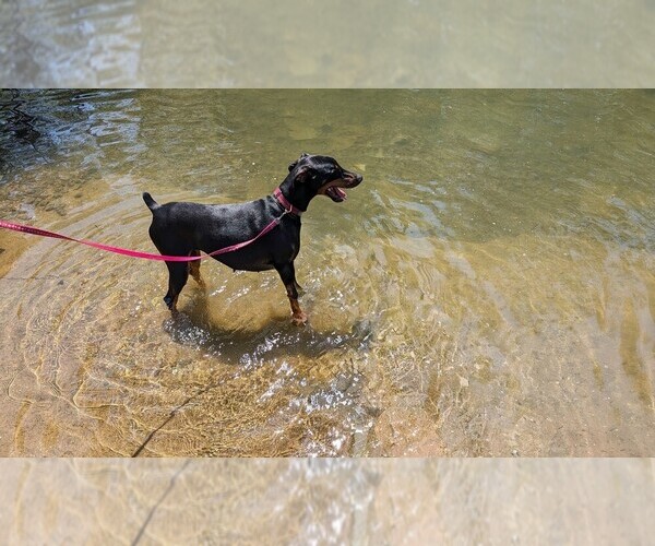 Medium Photo #1 Doberman Pinscher Puppy For Sale in BRUNSWICK, MD, USA