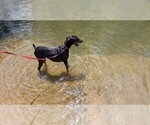 Small Photo #1 Doberman Pinscher Puppy For Sale in BRUNSWICK, MD, USA