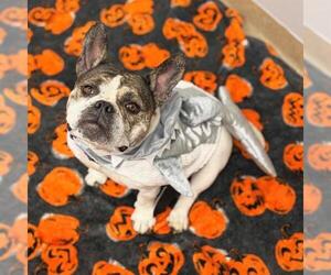 French Bulldog-Unknown Mix Dogs for adoption in Aurora, CO, USA