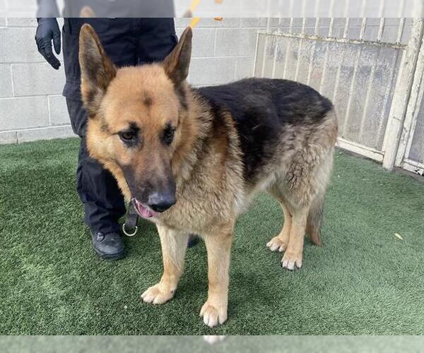 Medium Photo #1 German Shepherd Dog Puppy For Sale in Corona, CA, USA