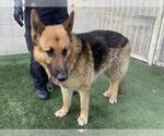Small German Shepherd Dog