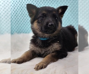 German Shepherd Dog Puppy for sale in WARREN, MA, USA