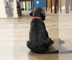Small #1 Great Dane