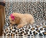 Small Photo #3 Bichpoo Puppy For Sale in LAKELAND, FL, USA
