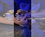 Puppy Prancer Pembroke Welsh Corgi