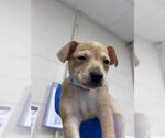 Small Chihuahua Mix
