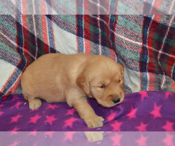 Medium Photo #21 Golden Retriever Puppy For Sale in OWEN, WI, USA