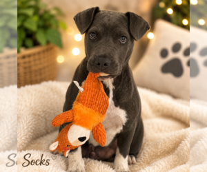 Mutt Dogs for adoption in Sterling, MA, USA