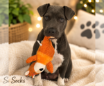 Small Mutt