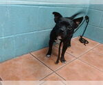 Small Chihuahua Mix