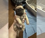 Small #3 Pug
