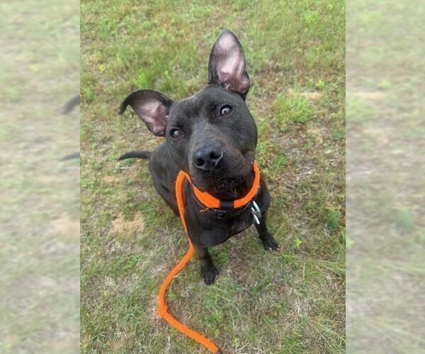 Medium Photo #2 Mutt Puppy For Sale in Forestville, MD, USA