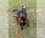 Small #1 Mutt