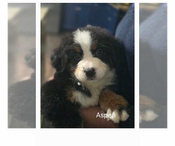 Medium Photo #2 Bernese Mountain Dog-Cockapoo Mix Puppy For Sale in COLUMBIA, SC, USA