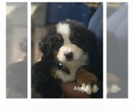 Small #1 Bernese Mountain Dog-Cockapoo Mix