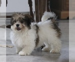 Small Photo #2 Zuchon Puppy For Sale in SHILOH, OH, USA