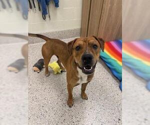 American Pit Bull Terrier-Unknown Mix Dogs for adoption in Brighton, CO, USA