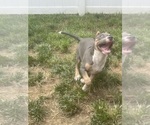 Small #2 American Bully