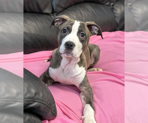 Medium Photo #3 American Staffordshire Terrier-Unknown Mix Puppy For Sale in Spring Lake, NJ, USA