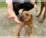 Small #10 Rhodesian Ridgeback