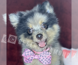 Pomeranian Puppy for sale in SANTA CLARITA, CA, USA