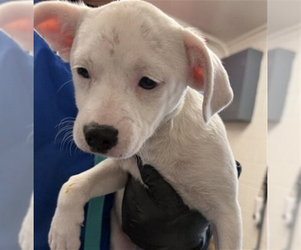 Medium Photo #1 Mutt Puppy For Sale in San Bernardino, CA, USA