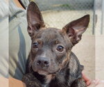 Small #5 Bo-Dach