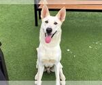 Small #1 German Shepherd Dog