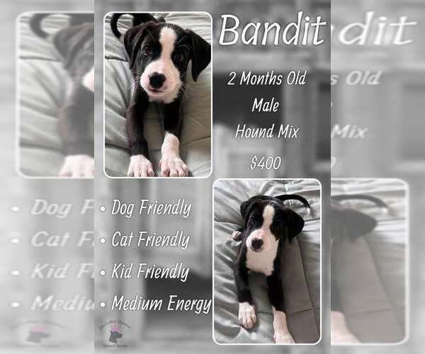 Medium Photo #1 Mutt Puppy For Sale in Jacksonville, NC, USA