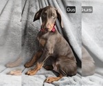 Image preview for Ad Listing. Nickname: Gus