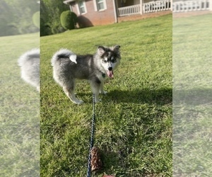 Huskimo Puppy for sale in SNELLVILLE, GA, USA