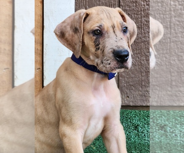 Medium Photo #3 Great Dane Puppy For Sale in O NEALS, CA, USA