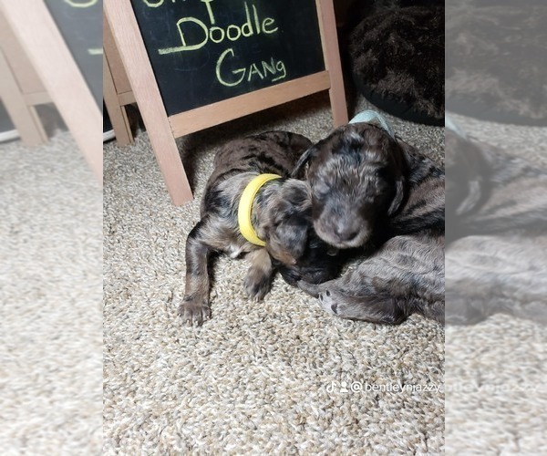 Medium Photo #11 Labradoodle Puppy For Sale in SAN ANTONIO, TX, USA