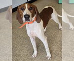 Small #5 Redbone Coonhound Mix